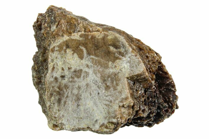 Fossil Tyrannosaur (T rex) Bone Section - Wyoming #352886